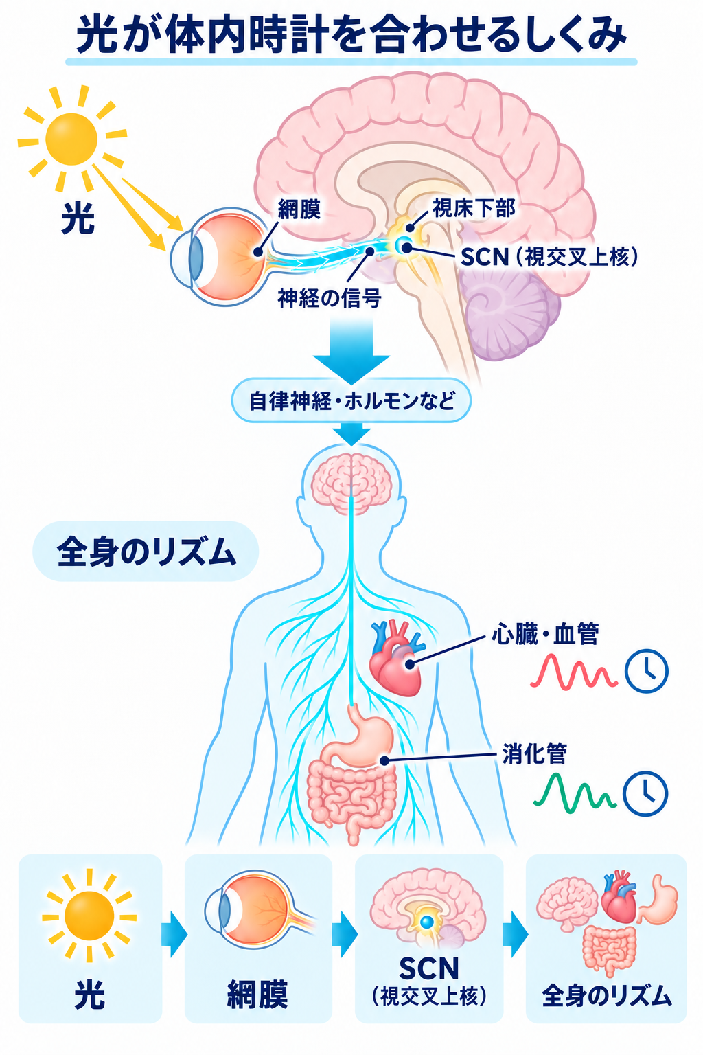 光を受けた網膜から脳の視交叉上核(SCN)へ神経信号が伝わり、自律神経やホルモンなどを介して全身のリズムを調整する流れ。