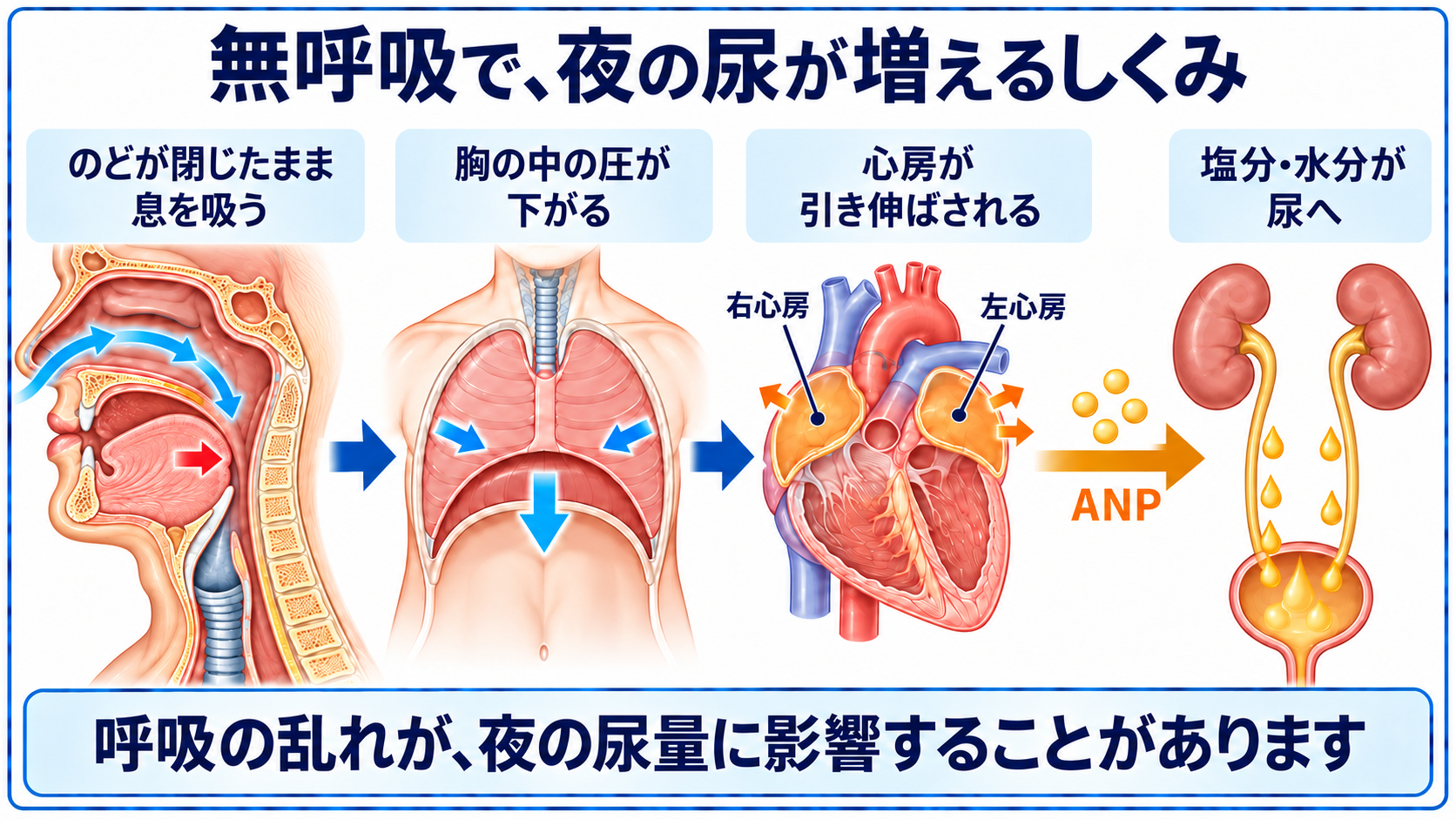 気道の閉塞から胸の陰圧、心房の伸展、ANPを介して尿が増える流れ