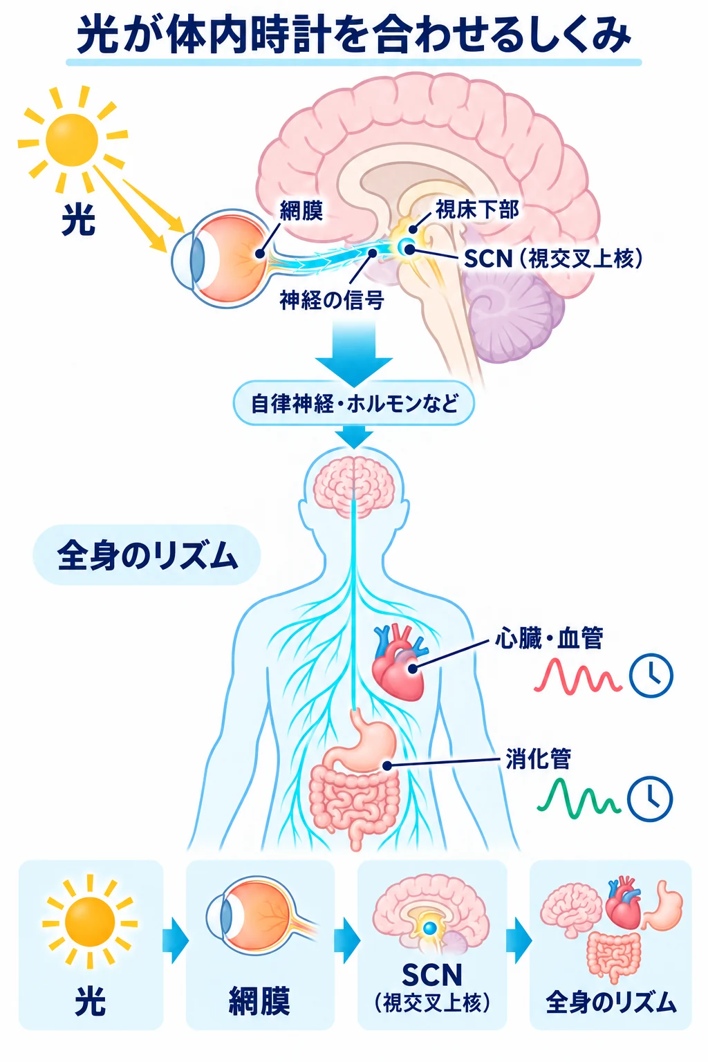 光の情報が目から脳のSCNへ伝わり、全身のリズムをそろえる仕組み